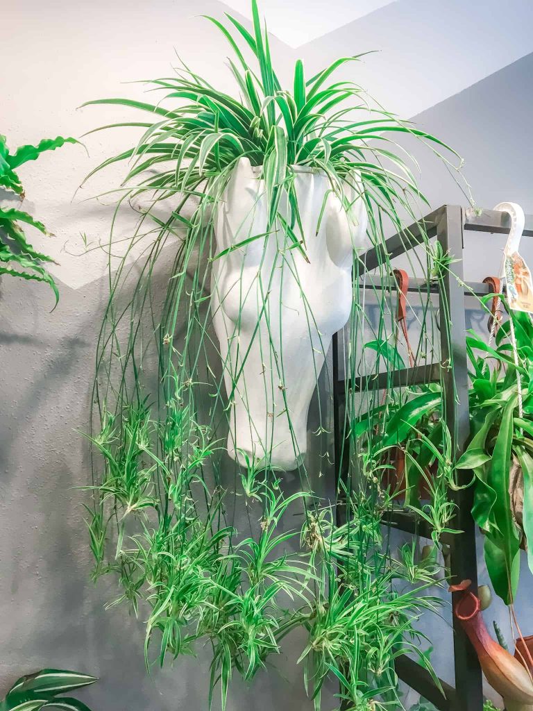Spiders plants are perfect for the classroom!
