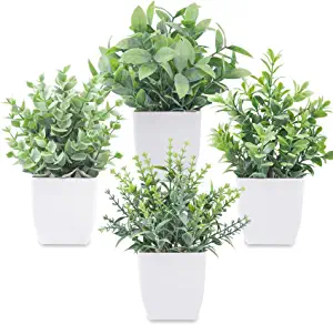 Classroom Plants - 2 Shows example fake short plants found on Amazon. These pictures were a little muted green
