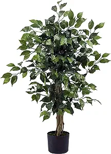 Classroom Plants - 10 Shows example fake tall tree with dark green leaves