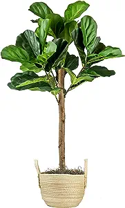 Classroom Plants - 7 Shows an example of a fake tall plant that has large leaves